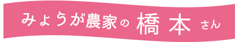 みょうが農家の橋本さん